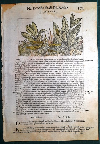 Stampa antica mattioli - stampa,