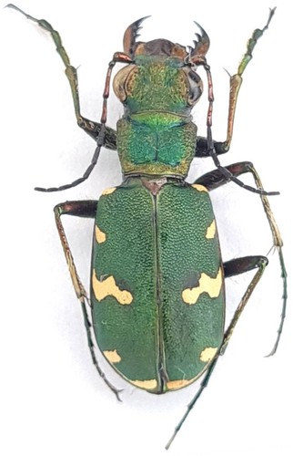Carabidae cicindelinae - carabidae,,