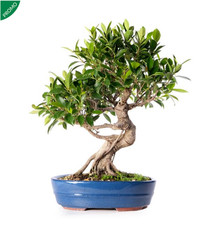 Bonsai Ficus Retusa Microcarpa