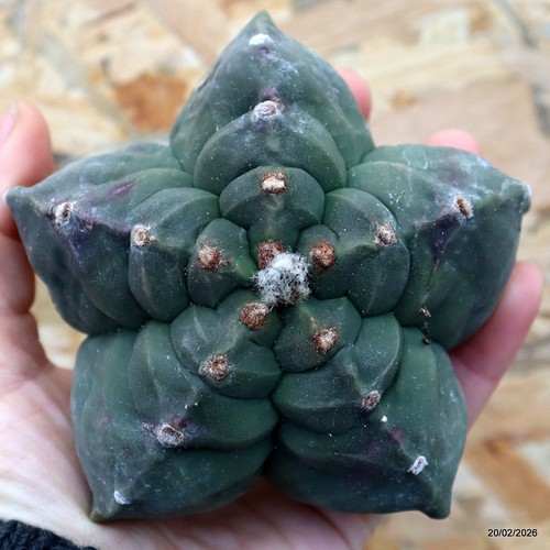 K141 astrophytum myriostigma - k141,