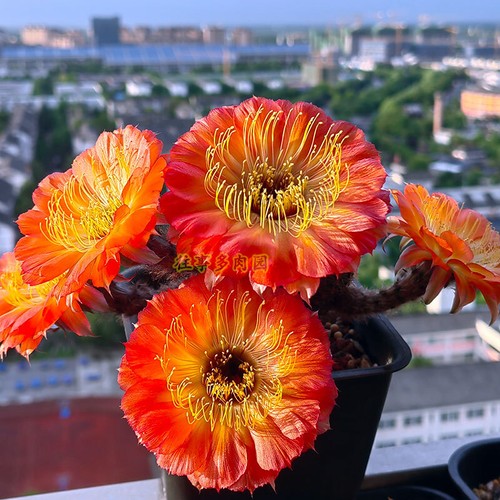 Piante succulente cactus - piante, di
