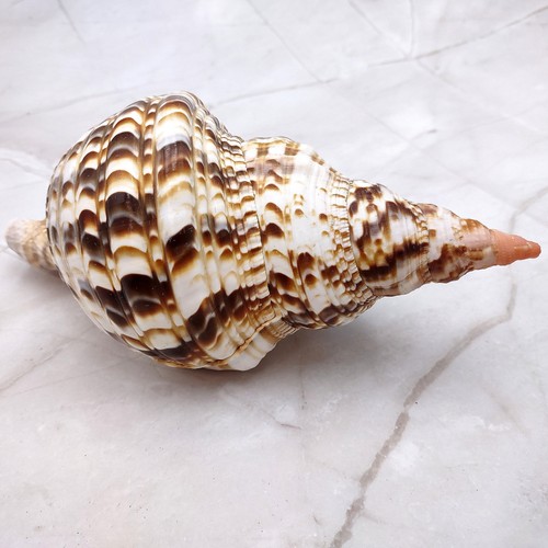 Conchiglia tritone caraibico - tritone,