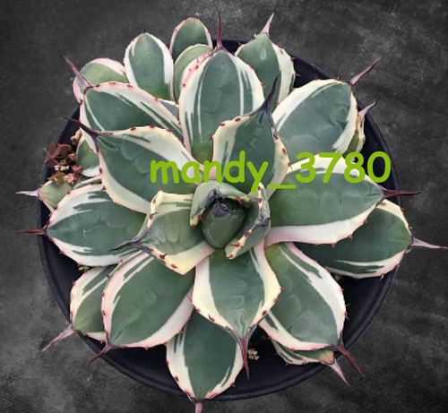 Agave applanata variegata - agave,