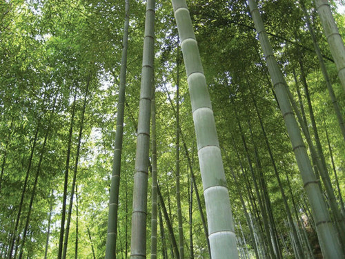 Bambu moso gigante - bambu,