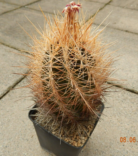 Semi thelocactus - semi/semi,