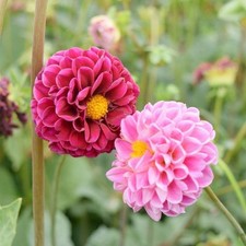 Dahlia Silvya  Alte  in Mix di colori 100 semi freschi ,alta germinabilita