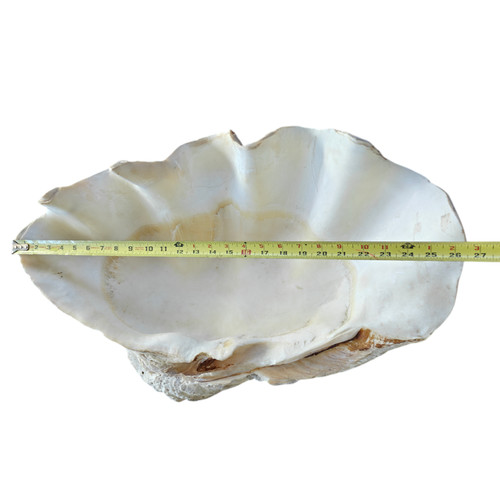 Raro guscio vongole - di,