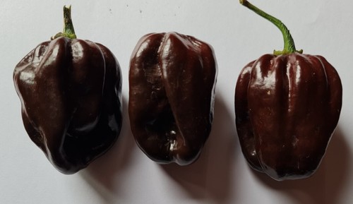Semi peperoncino - 20, di