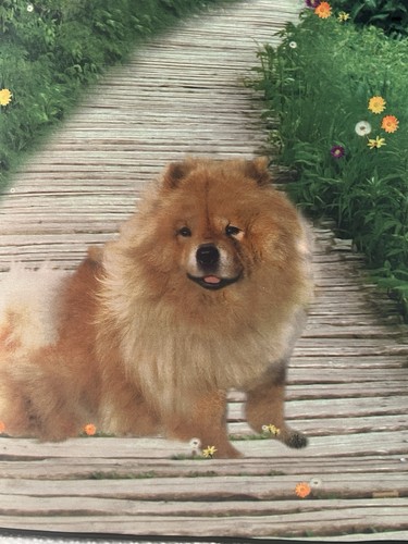 Blossom collezione chow chow