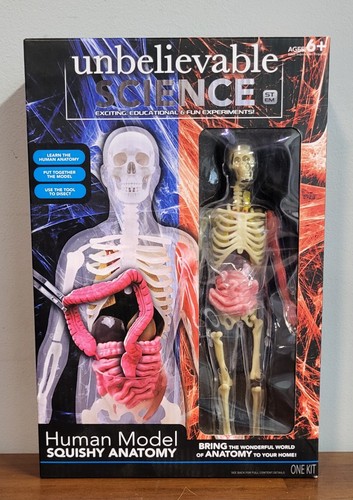 Modello anatomico umano
