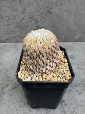 Pelecyphora aselliformis -