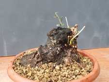 Bonsai Olivastro 17x18 Cm In