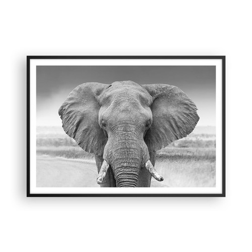 Poster 100x70cm elefante - 100x70cm,