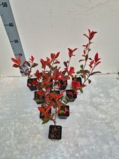 50 Piante Photinia compatta