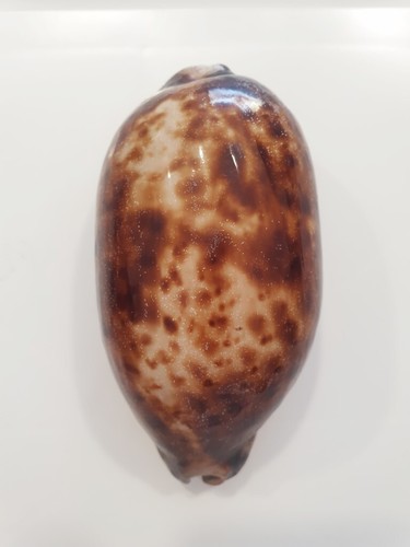 Cyprea testudinaria stunning - cyprea,