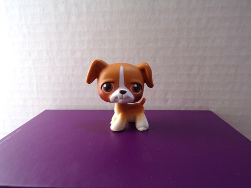 Littlest pet - littlest,