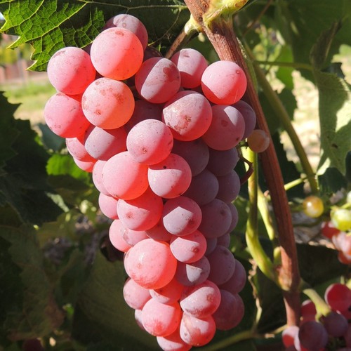 Vite somerset varietà - 2l,