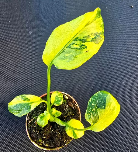 Monstera electrolight - monstera,