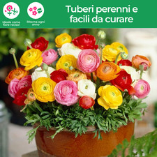 Bulbi ranuncolo mix di - di,