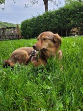 4 Cerchioni Panda 4x4