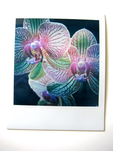 Araki polaroid originale - araki:,