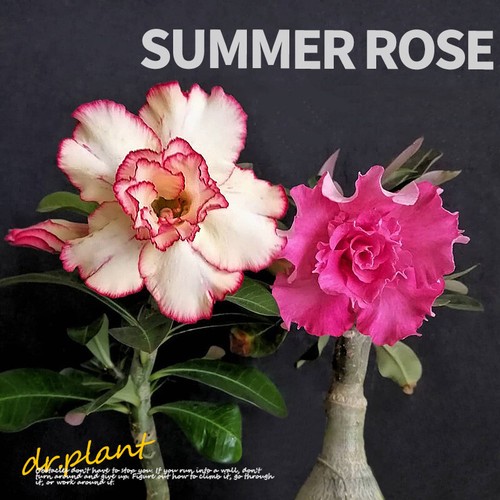 Piante succulente adenium - piante,