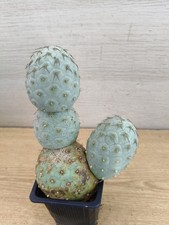 9877 TEPHROCACTUS Geometricus