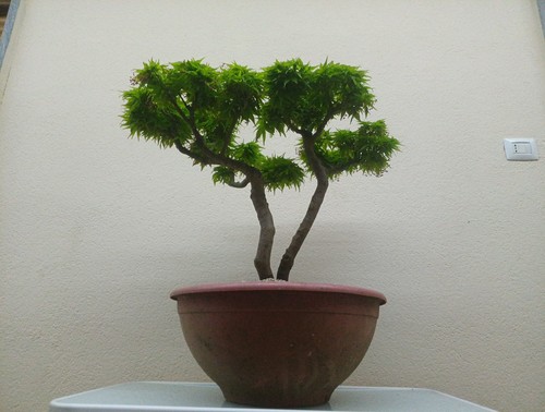 Bonsai acero palmato kijohime - acero,