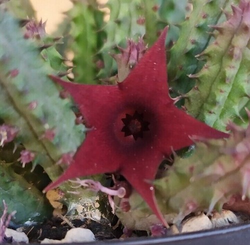 Talea radici huernia - talea,