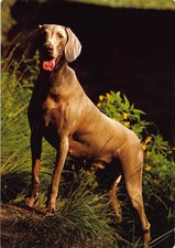 Animali: Weimaraner/Weimar