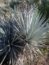 Yucca rigida - Yucca blu (Vaso