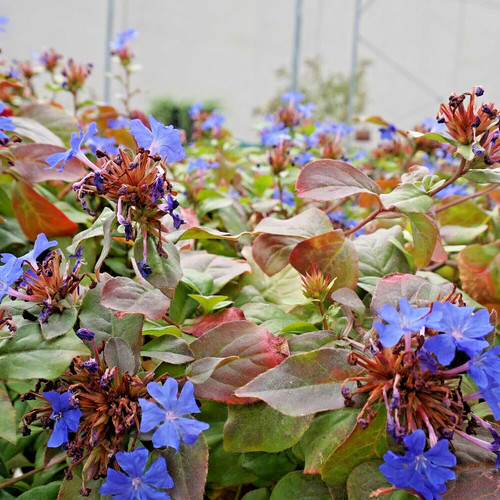 Ceratostigma plumbaginoides - ceratostigma,
