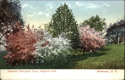Fiorisce alberi granchio - fiorisce, di