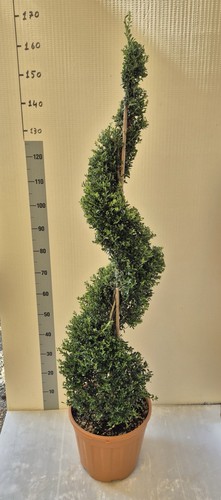 Agrifoglio giapponese ilex - agrifoglio, 'ilex