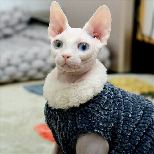 Sphynx gatto maglione jumper - maglione,