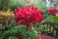 Acero rosso giapponese "Acer