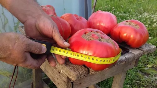Pomodoro rosa gigante - pomodoro,