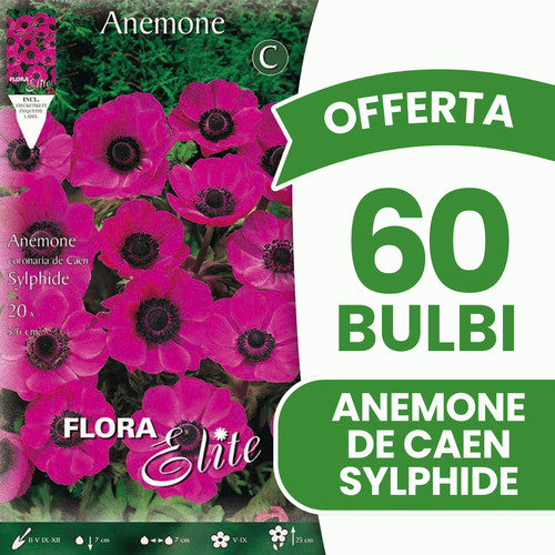 Offerta bulbi anemone - offerta,