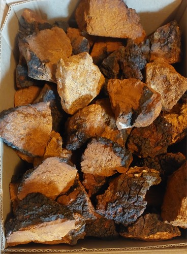 Brocchi fungo chaga - di,