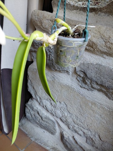 Epidendrum falcatum - epidendrum,