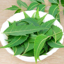 Neem essiccato sole foglie - neem, al