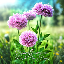 Vero papavero da sonno - Purple Peony Poppy - Papaver Somniferum - 1,5 g / 6300 semi