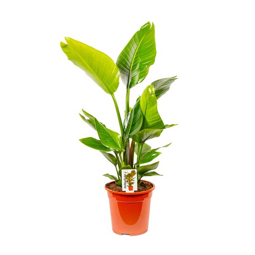 Bonplants strelitzia nicolai - bonplants,