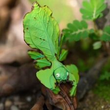 Statua Animale Corpo Celeste Foglia Gigante Insetto Phyllium giganteum