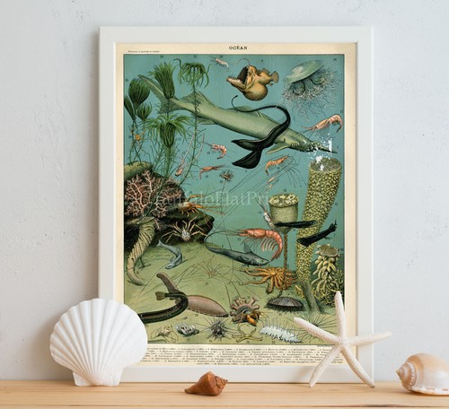 Larousse creature marine