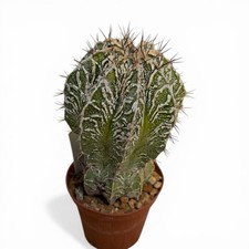 Astrophytum ornatum hannya - astrophytum, on