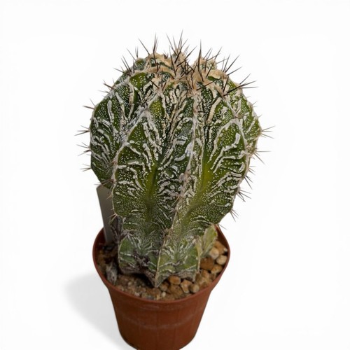 Astrophytum ornatum hannya - ornatum, on