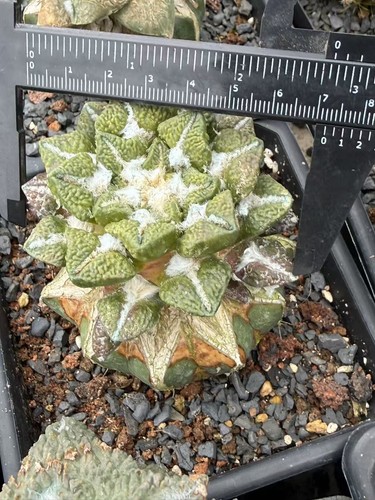Ariocarpus kotschoubeyanus - ariocarpus,