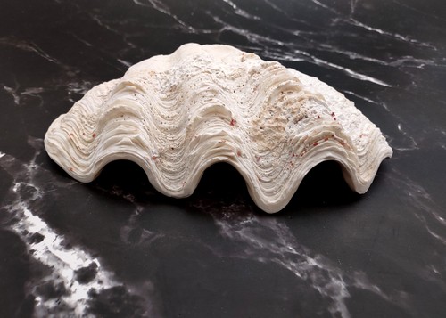 Derasa clam conchiglia - derasa,