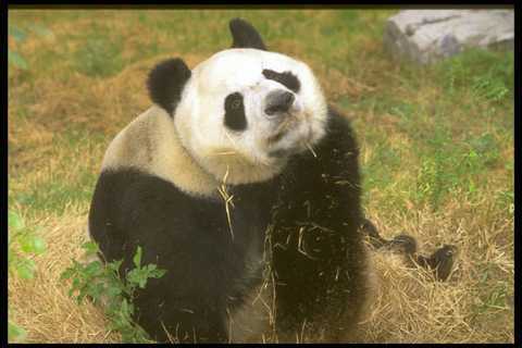 485037 panda gigante - panda,